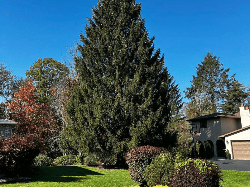 2023 Rockefeller Center Christmas Tree Will Be From Vestal, NY Local