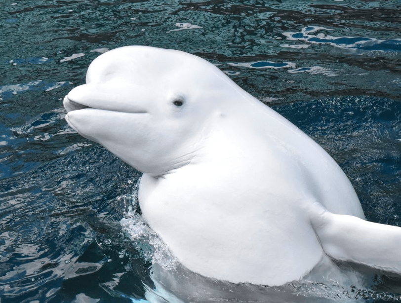 Third Marineland beluga that moved to U.S. aquarium dies