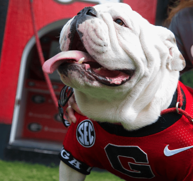 Georgia Mascot UGA X, Known As ‘Que’ Dies With Winningest Record Among ...