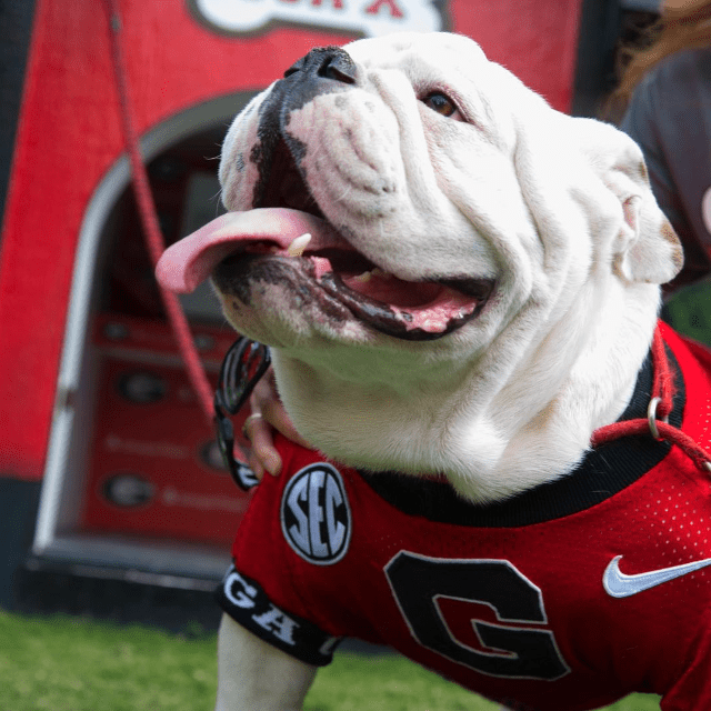 Georgia Mascot UGA X, Known As ‘Que’ Dies With Winningest Record Among ...