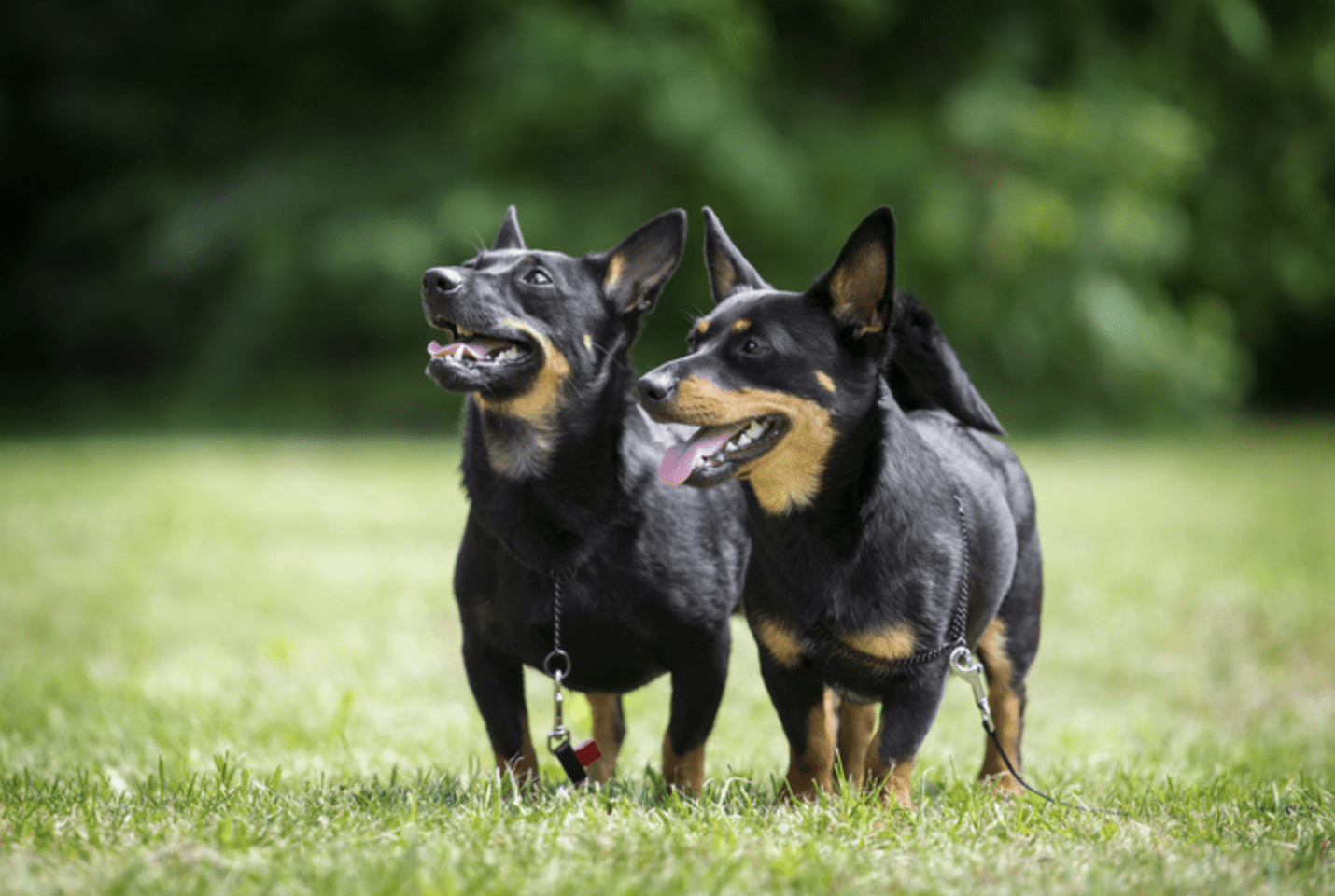 The lancashire sale heeler club