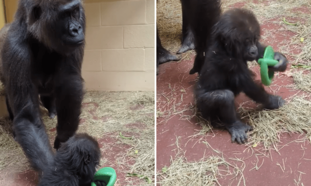 Baby Gorilla Willie B. III Seen Playing With Toy Beside Mother Shalia ...