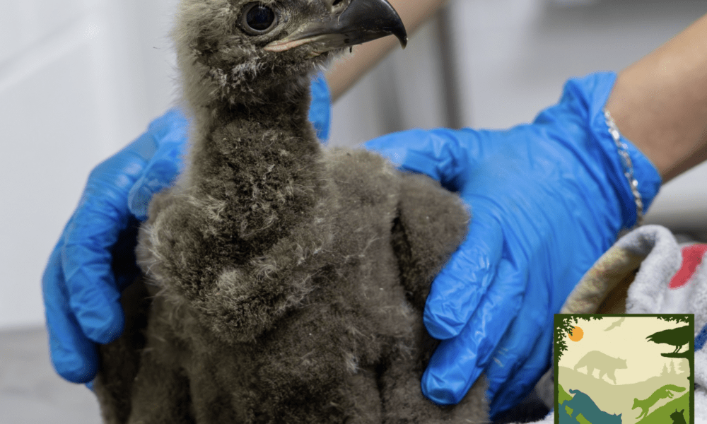 Baby Bald Eagle Rescued After Falling From Nest In California – Local ...