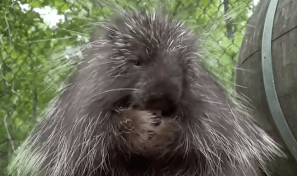 Porcupine Munches On Snack At Memphis Zoo, Porcupine ASMR with Juniper ...